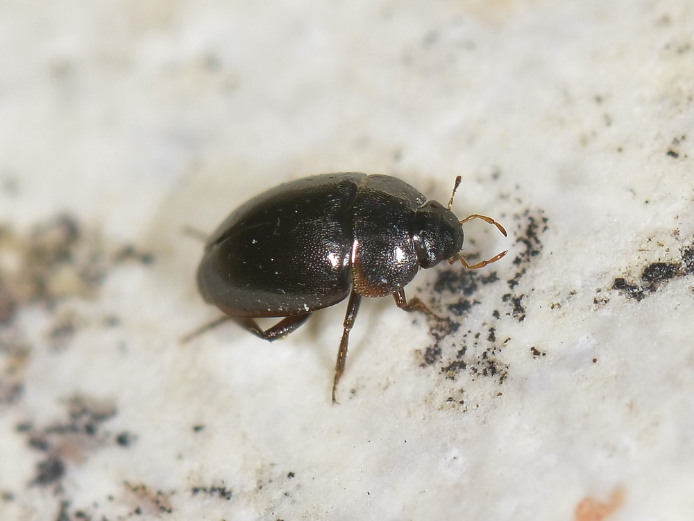 Limnebius sp. (Hydraenidae)
